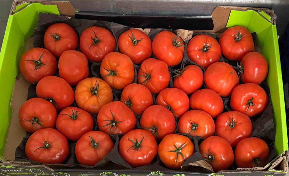 Pomodoro Costoluto - Fondi - 1,60/2,00 euro al chilogrammo